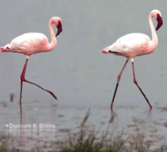 birds